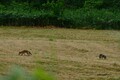 【超稀少動物】アイヌの人々に神と崇められた「十字狐」！