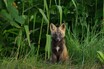 【超稀少動物】アイヌの人々に神と崇められた「十字狐」！