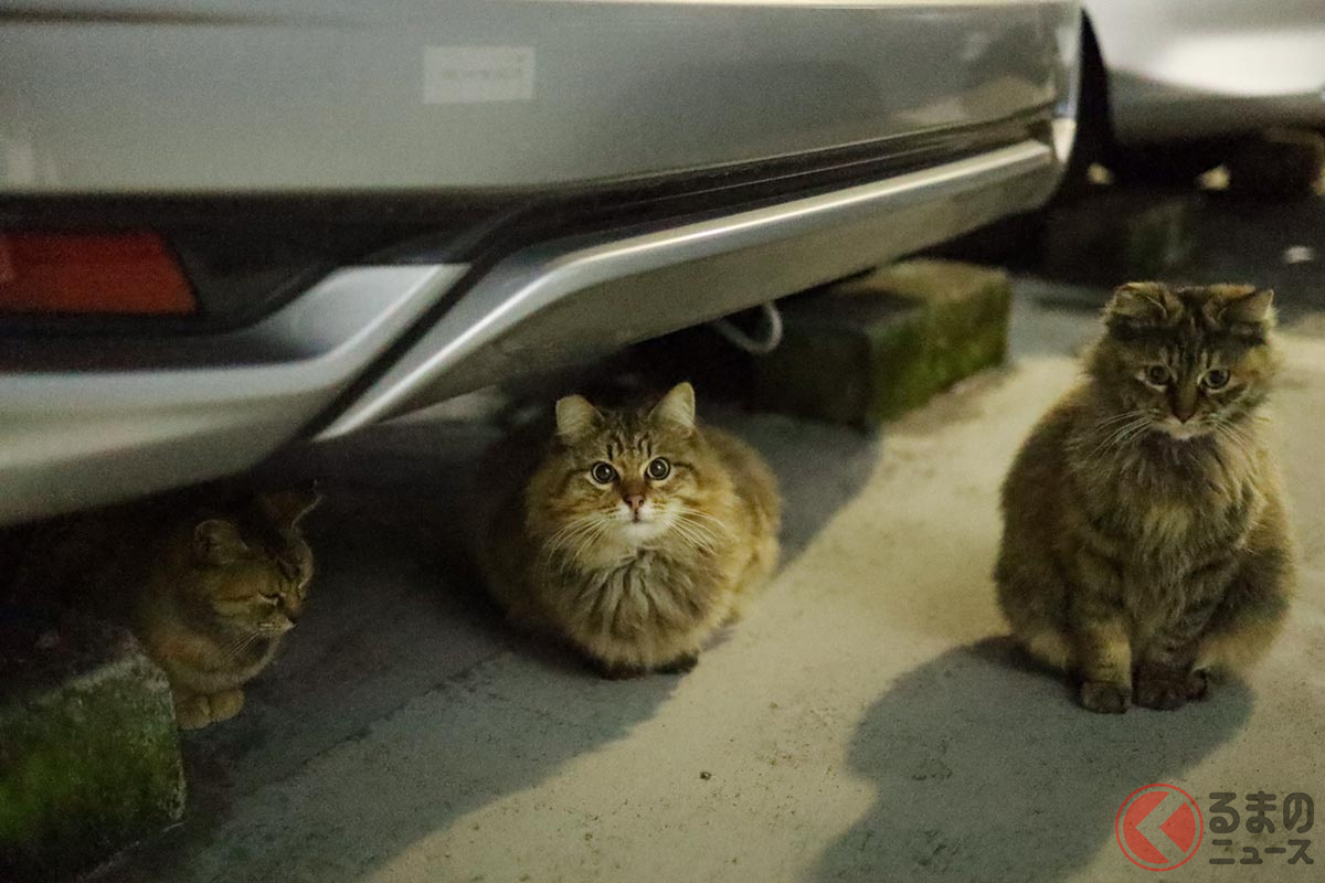 なぜ猫はエンジンルームに入り込む？ 乗車前にしておきたい「猫バンバン」ってナニ？