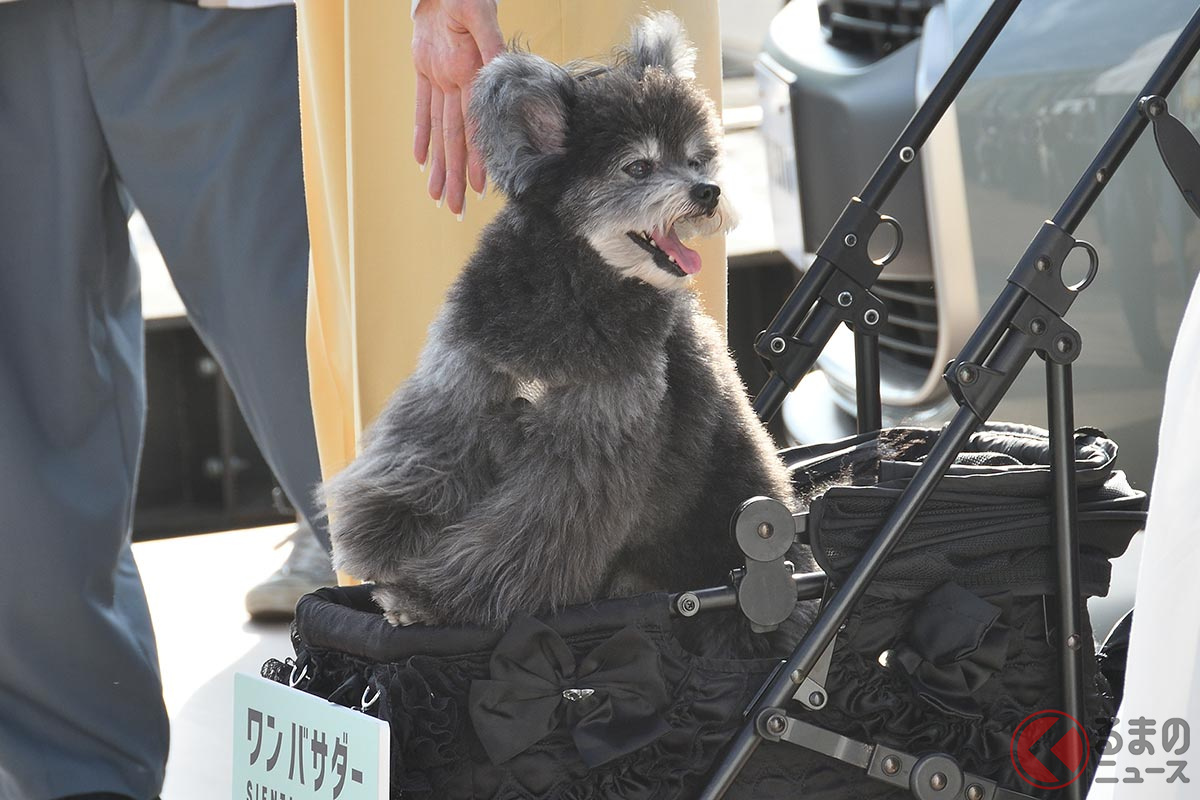 トヨタcmで 可愛すぎる ワンコ と話題 シエンタ犬 の正体が明らかに 結構 オトナ 気になるプロフィールは くるまのニュース 自動車情報サイト 新車 中古車 Carview