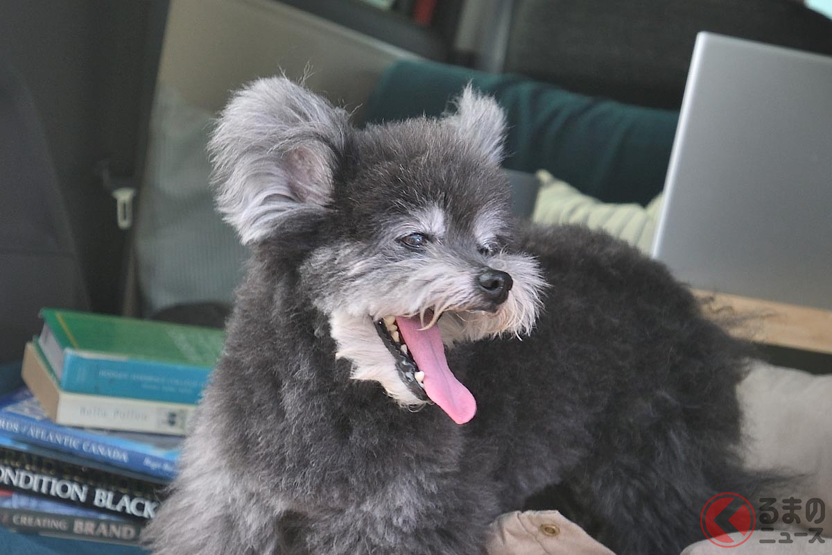 トヨタcmで 可愛すぎる ワンコ と話題 シエンタ犬 の正体が明らかに 結構 オトナ 気になるプロフィールは くるまのニュース 自動車情報サイト 新車 中古車 Carview