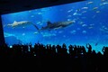 夏はやっぱり“沖縄”に行きたい！ 旅行には必須なレンタカー 他地域の空港とは異なる 那覇空港特有の「レンタカー事情」とは
