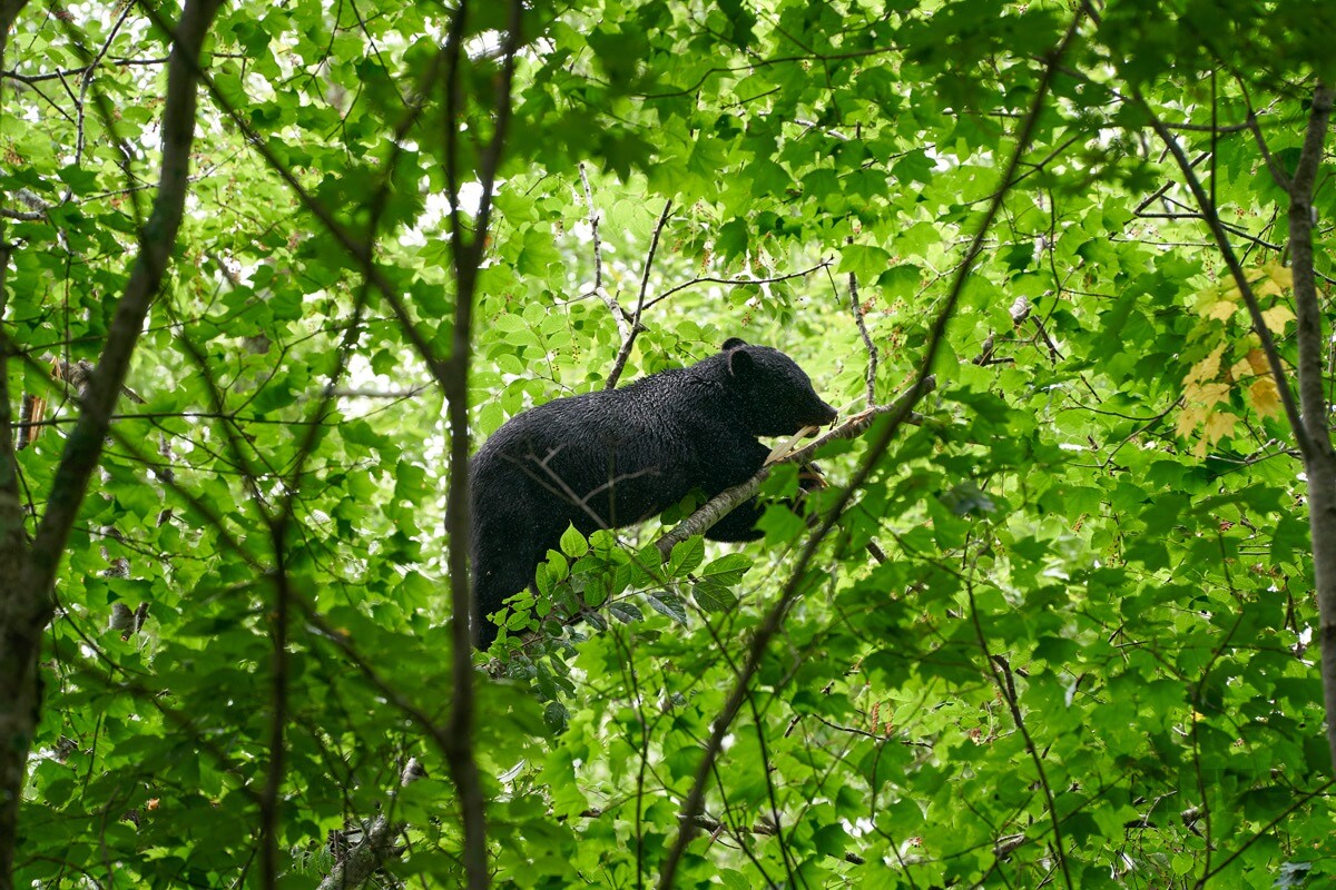 野生動物のリアル感がハンパない！「三好秀昌のニッポン探訪・取材ウラ話　第11回～ツキノワグマ」