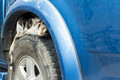 “エンジンルームに猫”のトラブルは1カ月で24件！ 暖かくなっても引き続き注意！