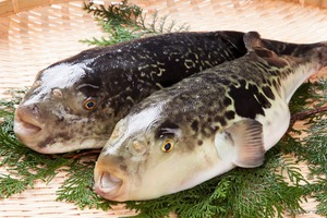 「淡路島3年とらふぐ」を使った冬季限定メニューが淡路ハイウェイオアシスに新登場！