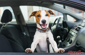 ペット好きのは8割は苦労してる!!　愛犬・愛猫とのドライブの赤裸々な実態が判明!!!