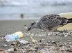 2050年「海洋ゴミ>魚」!!? クルマの責任はイカほど!? プラスチックごみ問題を考える