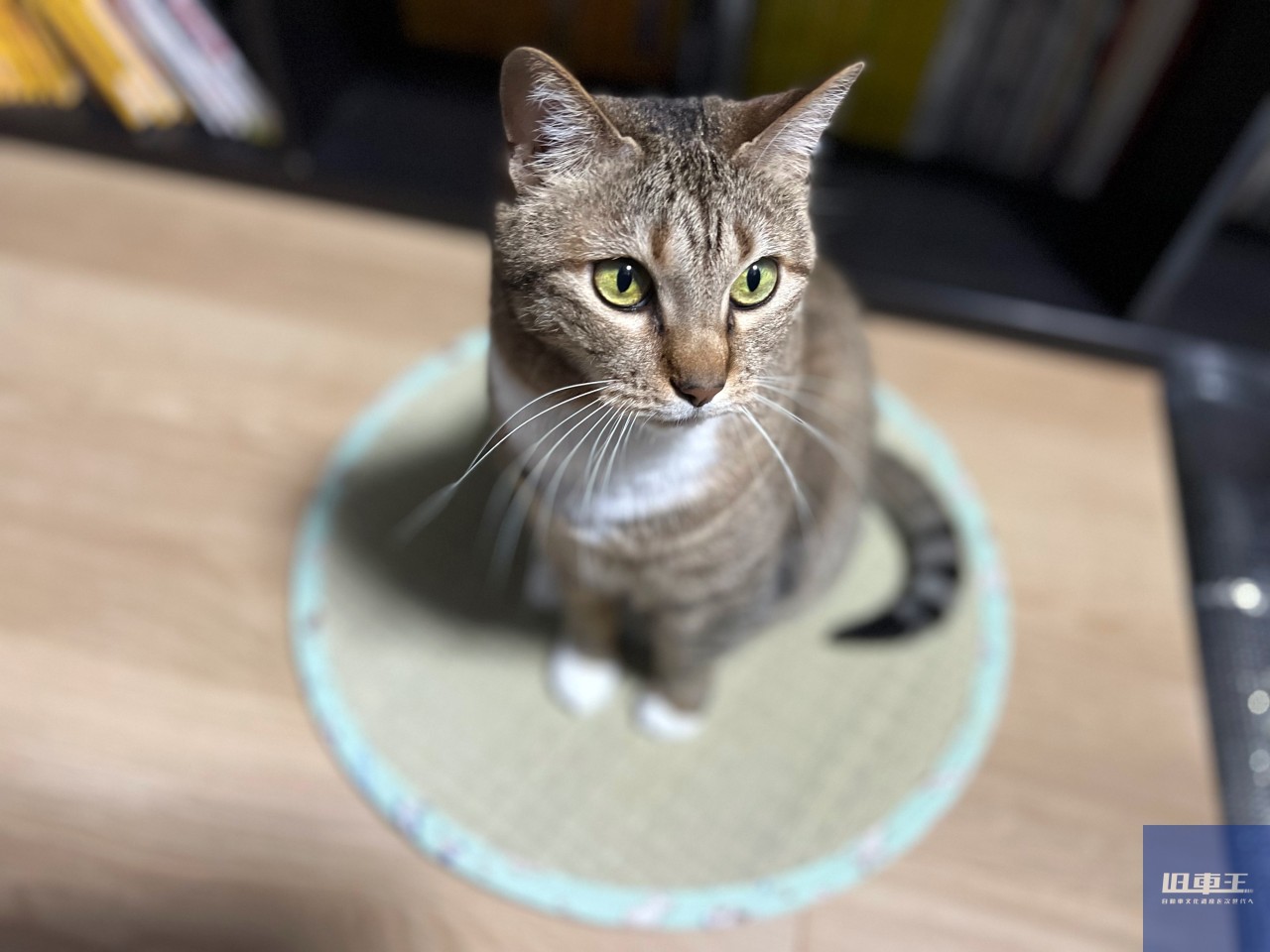突然の愛猫の主治医探しに奔走して痛感した 古いクルマの主治医の大切さ の話 旧車王 自動車情報サイト 新車 中古車 Carview