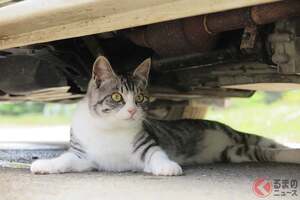 「猫のトラブル」なぜ6月に多発する？ 車のエンジンルームに入り込む件数が異常に多い意外な理由とは？ カンタンにできる対策も！