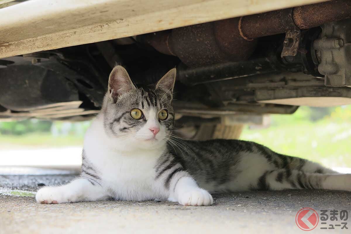 「猫のトラブル」なぜ6月に多発する？ 車のエンジンルームに入り込む件数が異常に多い意外な理由とは？ カンタンにできる対策も！