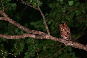 睡眠不足で根負けしてあわや撮影失敗⁉「三好秀昌のニッポン探訪・取材ウラ話　第18回～オオコノハズク」