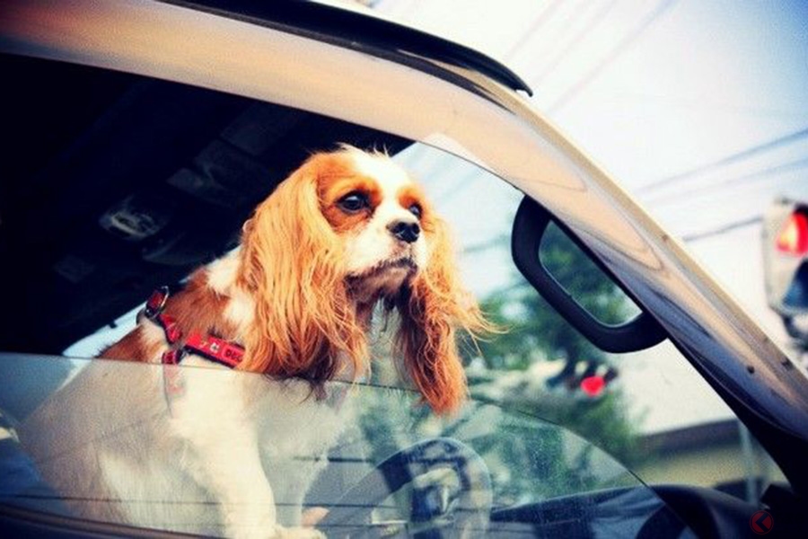 なぜ逮捕 犬を膝に乗せて運転は交通違反 正しいペットの乗車方法とは くるまのニュース 自動車情報サイト 新車 中古車 Carview