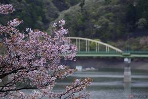 今から押さえておきたい！ 桜が見頃なツーリングスポット5選 ～関東近郊編～