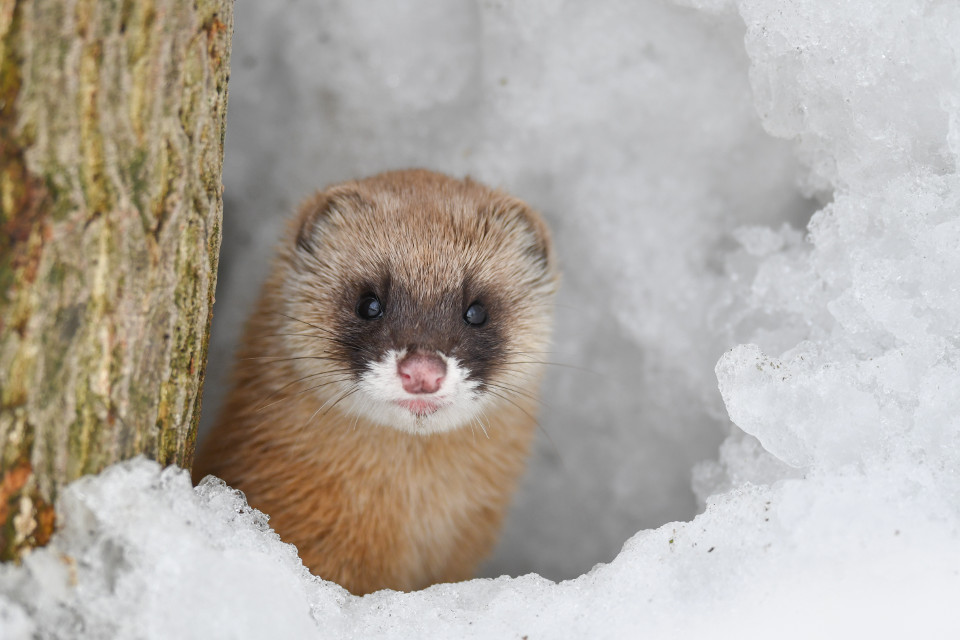 野生動物を撮り始めて約年 初めてニホンイタチ撮影に成功 ベストカーweb 自動車情報サイト 新車 中古車 Carview