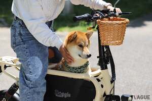 小型～中型犬の同乗を可能にした人気電動バイク「ドギー」がリニューアル！ “安全性・走行性能・デザイン”を見直した最新モデルの実力とは
