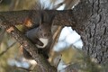 自然と野生動物の神々しいまでの美しさにあらためて感動撮 「三好秀昌のニッポン探訪・取材ウラ話　第30回～エゾシカ」