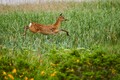 自然と野生動物の神々しいまでの美しさにあらためて感動撮 「三好秀昌のニッポン探訪・取材ウラ話　第30回～エゾシカ」