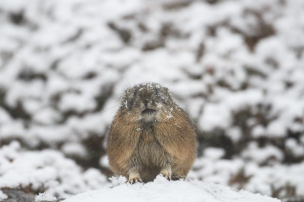 登山者たちが憧れるエゾナキウサギ 北海道の高山に暮らす超希少動物です ベストカーweb 自動車情報サイト 新車 中古車 Carview