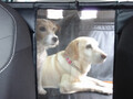 愛犬を連れて愛車で夏の海へ……はちょっと待て！　ワンコといく夏のドライブは注意点が盛りだくさんだった