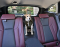 愛犬を連れて愛車で夏の海へ……はちょっと待て！　ワンコといく夏のドライブは注意点が盛りだくさんだった