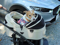愛犬を連れて愛車で夏の海へ……はちょっと待て！　ワンコといく夏のドライブは注意点が盛りだくさんだった