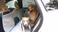 愛犬を連れて愛車で夏の海へ……はちょっと待て！　ワンコといく夏のドライブは注意点が盛りだくさんだった