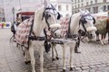 ヒントは馬!! バイクで二人乗り走行する行為が、なぜ「タンデム」と呼ばれているのか知ってる？