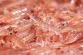 静岡県の由比はまさに「桜えび天国」!!  「贅沢桜えびかき揚げ」と「桜えびの沖漬け」はツーリング時のお土産にも最高な逸品