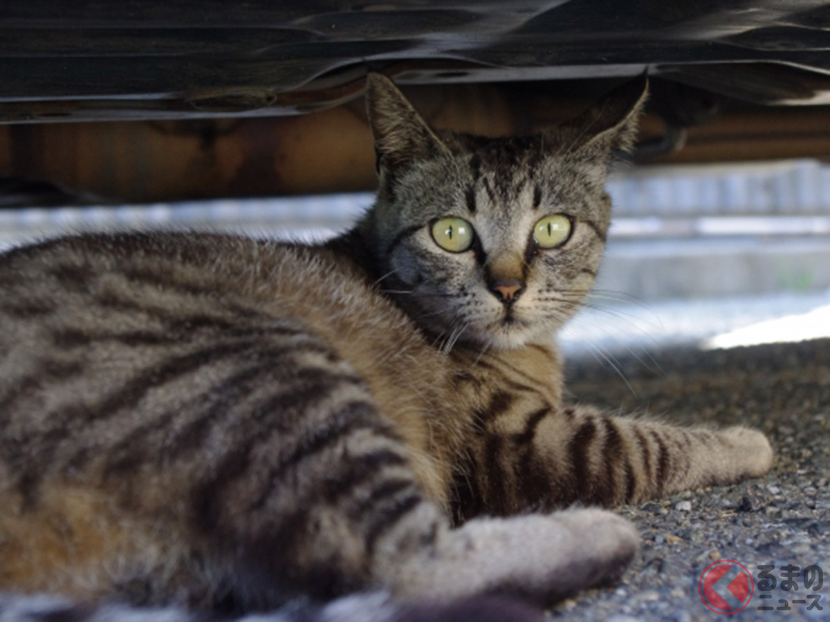 猫バンバン だけじゃダメ Jafが呼びかけ 猫が車に入り込んだことによるトラブル の救援要請件数は1か月で22件 くるまのニュース 自動車情報サイト 新車 中古車 Carview