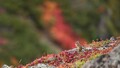 日本一早い紅葉！　大雪山黒岳は今、鮮やかな赤に染まっています