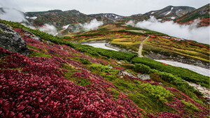 日本一早い紅葉！　大雪山黒岳は今、鮮やかな赤に染まっています