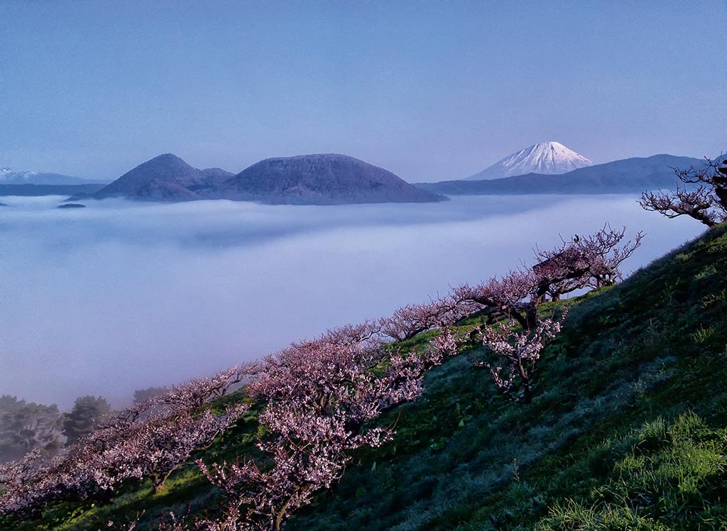 5月には梅の花が咲き乱れ雲海とのコラボも見られる 北海道 壮瞥公園 雲海ドライブ スポット Spot 13 Le Volant Carsmeet Web 自動車情報サイト 新車 中古車 Carview
