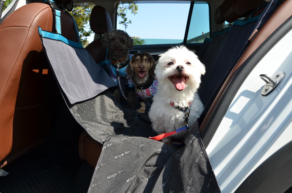 ヨダレやあくびは危険信号！ 愛犬とのドライブを快適に過ごすプロ直伝のマル秘テク