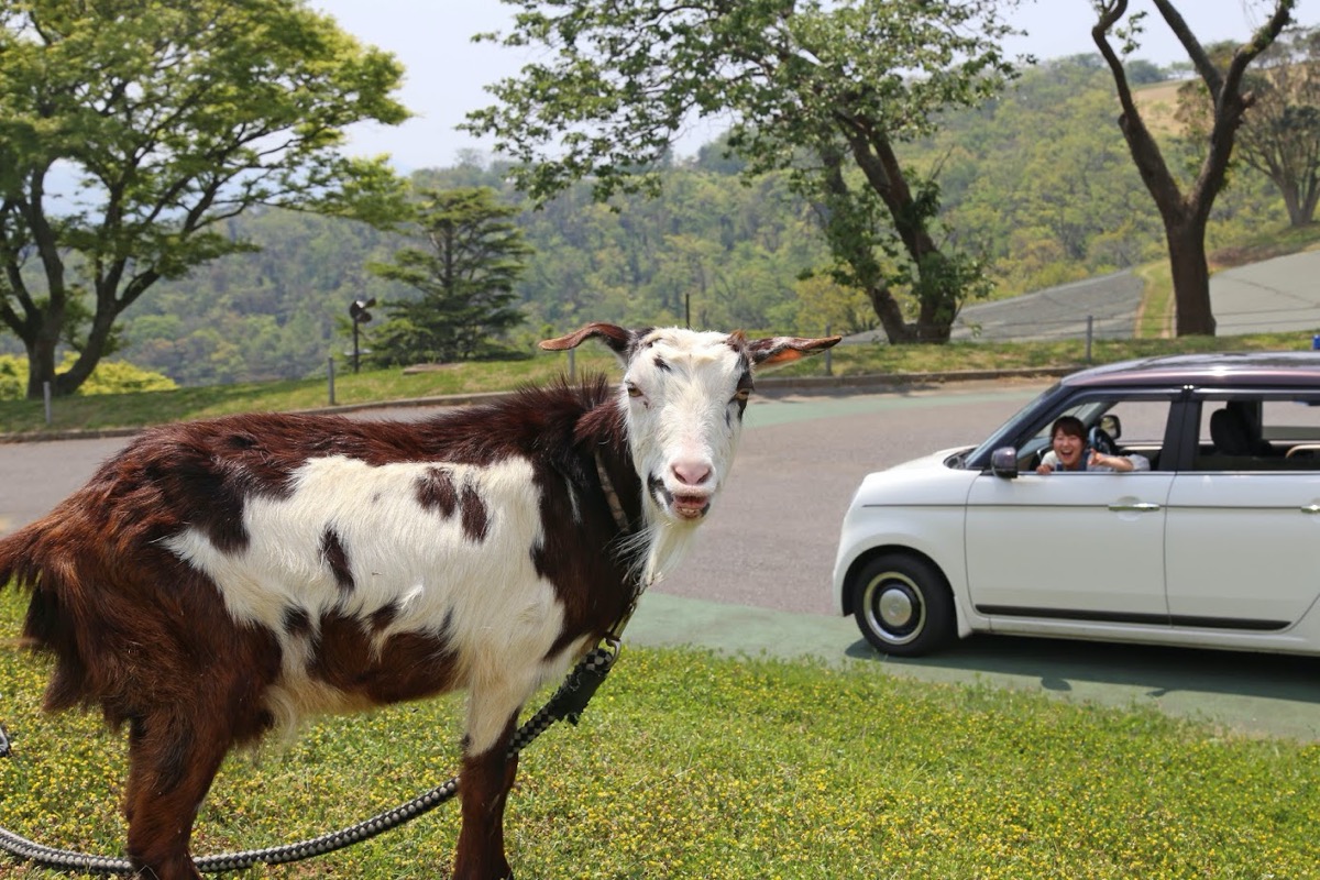 千葉県内在住者限定 あのマザー牧場を愛車で巡る ドライブスルーファーム がスタート Driver Web 自動車情報サイト 新車 中古車 Carview