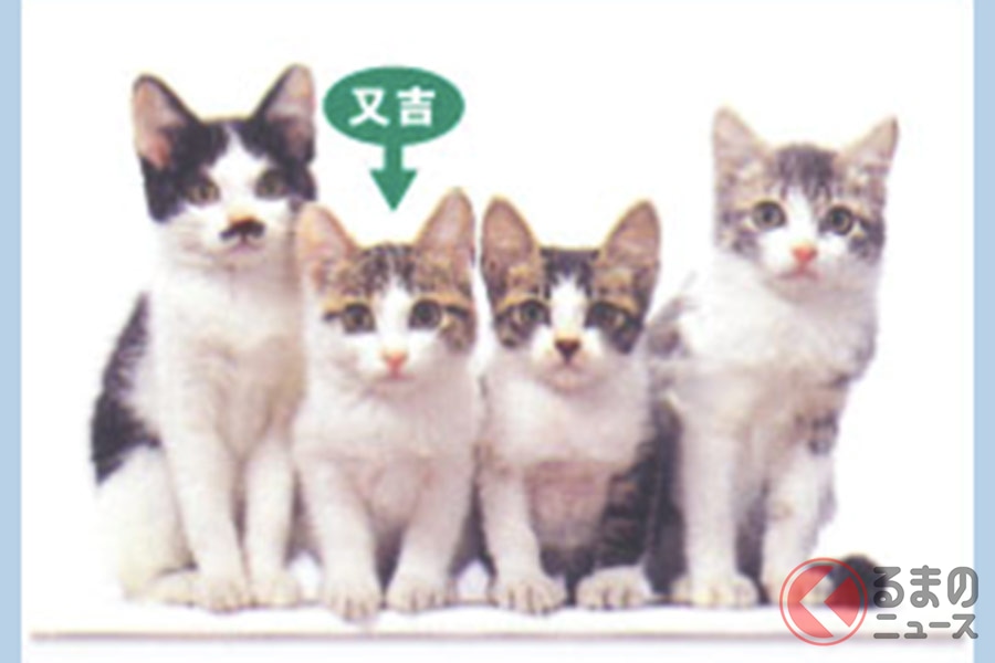 みんな持っていた なめ猫免許 現在も密かなブームだった くるまのニュース 自動車情報サイト 新車 中古車 Carview