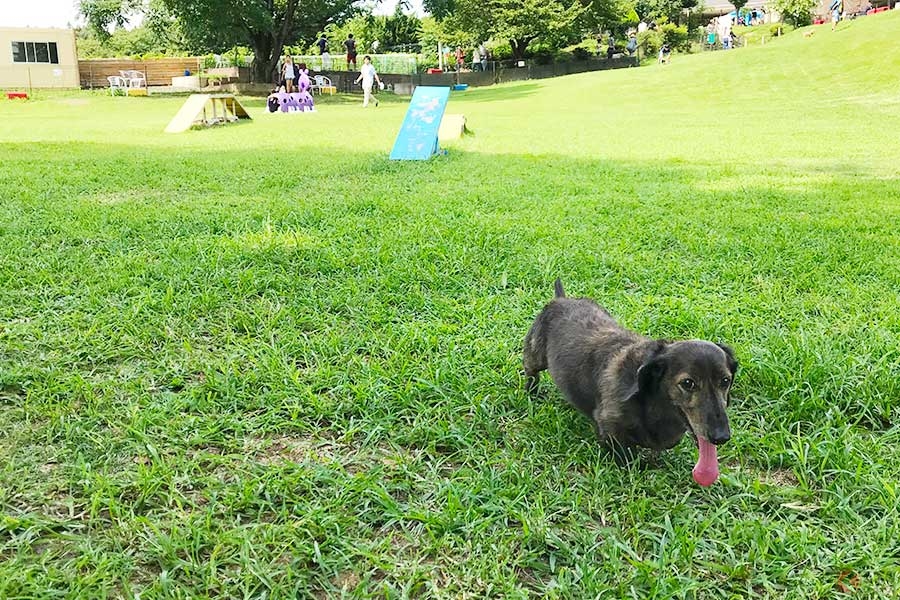 高速道路のサービスエリアで愛犬とリフレッシュ オススメのドッグラン6選 くるまのニュース の写真 2ページ目 自動車情報サイト 新車 中古車 Carview