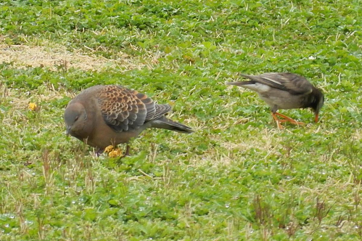 塗装は傷むしムリに拭けばキズに クルマに鳥のフンが付着した際の除去方法とは Web Cartop 自動車情報サイト 新車 中古車 Carview