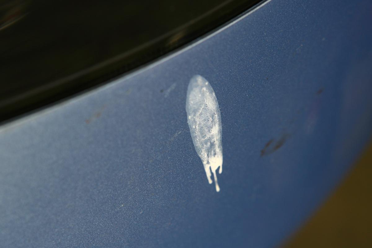 塗装は傷むしムリに拭けばキズに クルマに鳥のフンが付着した際の除去方法とは Web Cartop 自動車情報サイト 新車 中古車 Carview
