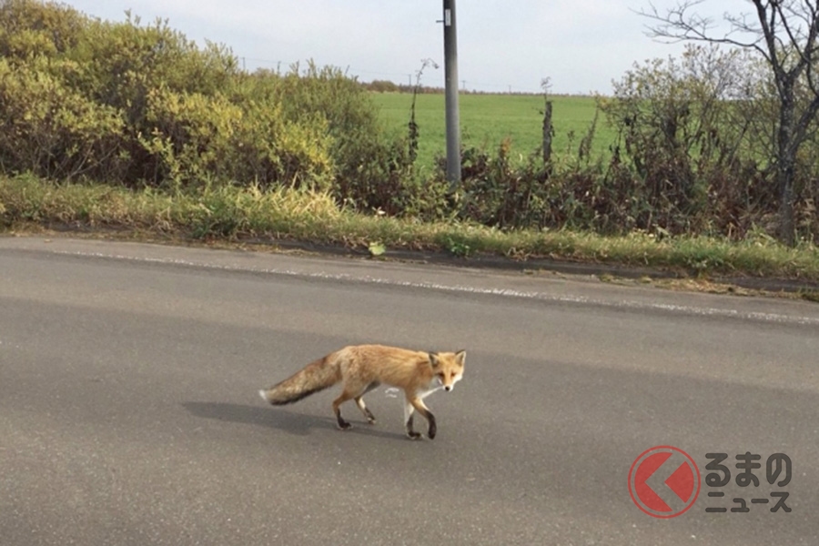 クルマで野生動物を轢いてしまったら交通事故になる？警察に聞いてみた（くるまのニュース） 自動車情報サイト【新車・中古車】 carview!