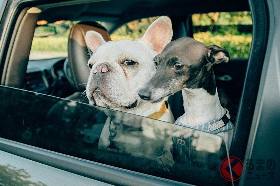 犬を車に乗せて事故に遭ったらどうなる クルマ酔いや糞尿処理など注意したいこととは くるまのニュース 自動車情報サイト 新車 中古車 Carview