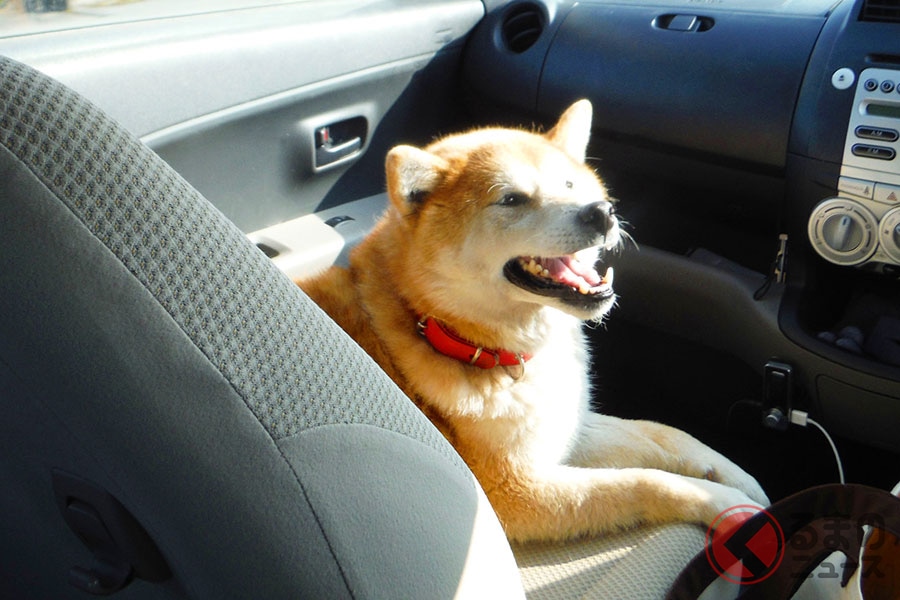犬を車に乗せて事故に遭ったらどうなる クルマ酔いや糞尿処理など注意したいこととは くるまのニュース 自動車情報サイト 新車 中古車 Carview
