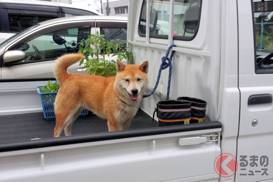 犬を車に乗せて事故に遭ったらどうなる クルマ酔いや糞尿処理など注意したいこととは くるまのニュース 自動車情報サイト 新車 中古車 Carview