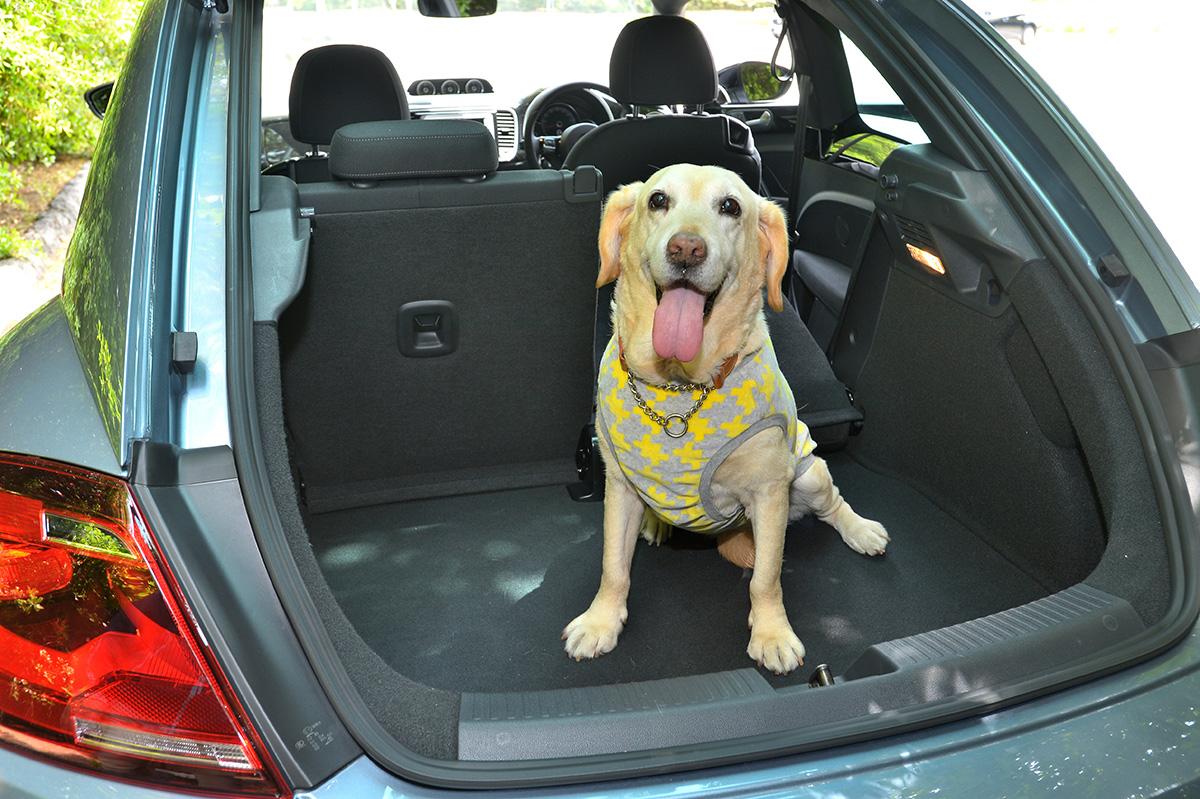 愛犬家必見 本当にドッグフレンドリーなクルマの選び方と最新オススメ車６選 Web Cartop 自動車情報サイト 新車 中古車 Carview